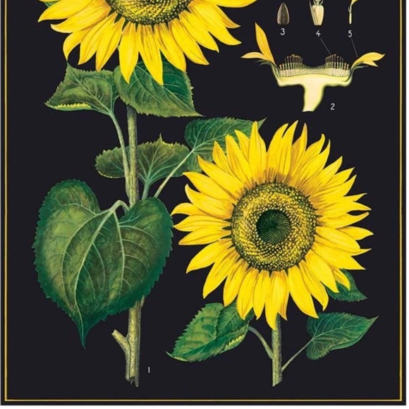 Cavallini & Co. Sunflowers Vintage Image Chart, 20” x 28” Inch - NWT - Picture 3 of 5